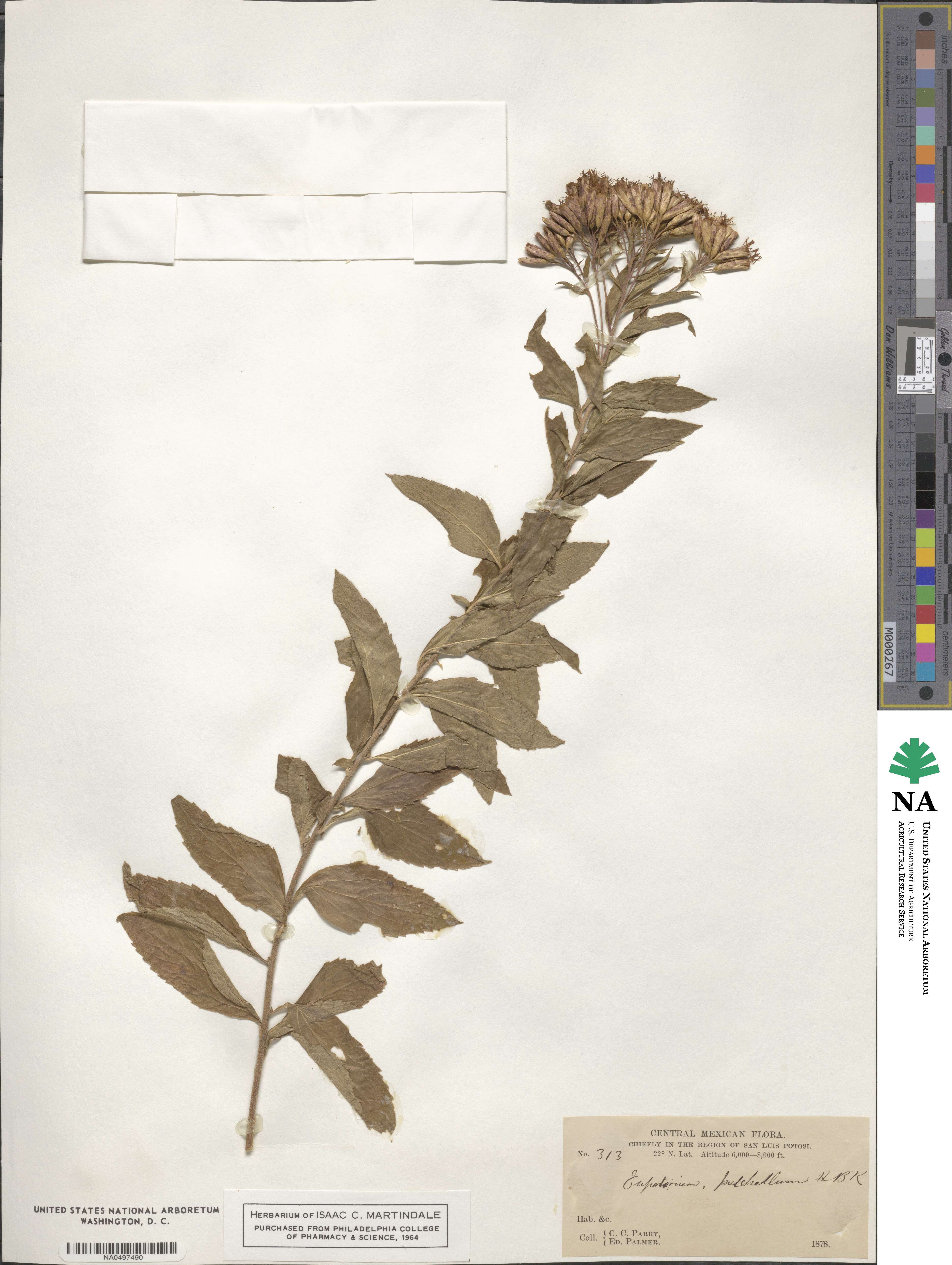 Chromolaena pulchella image