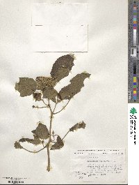 Hebeclinium macrophyllum image