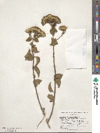 Hebeclinium macrophyllum image