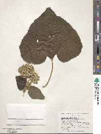 Hebeclinium macrophyllum image