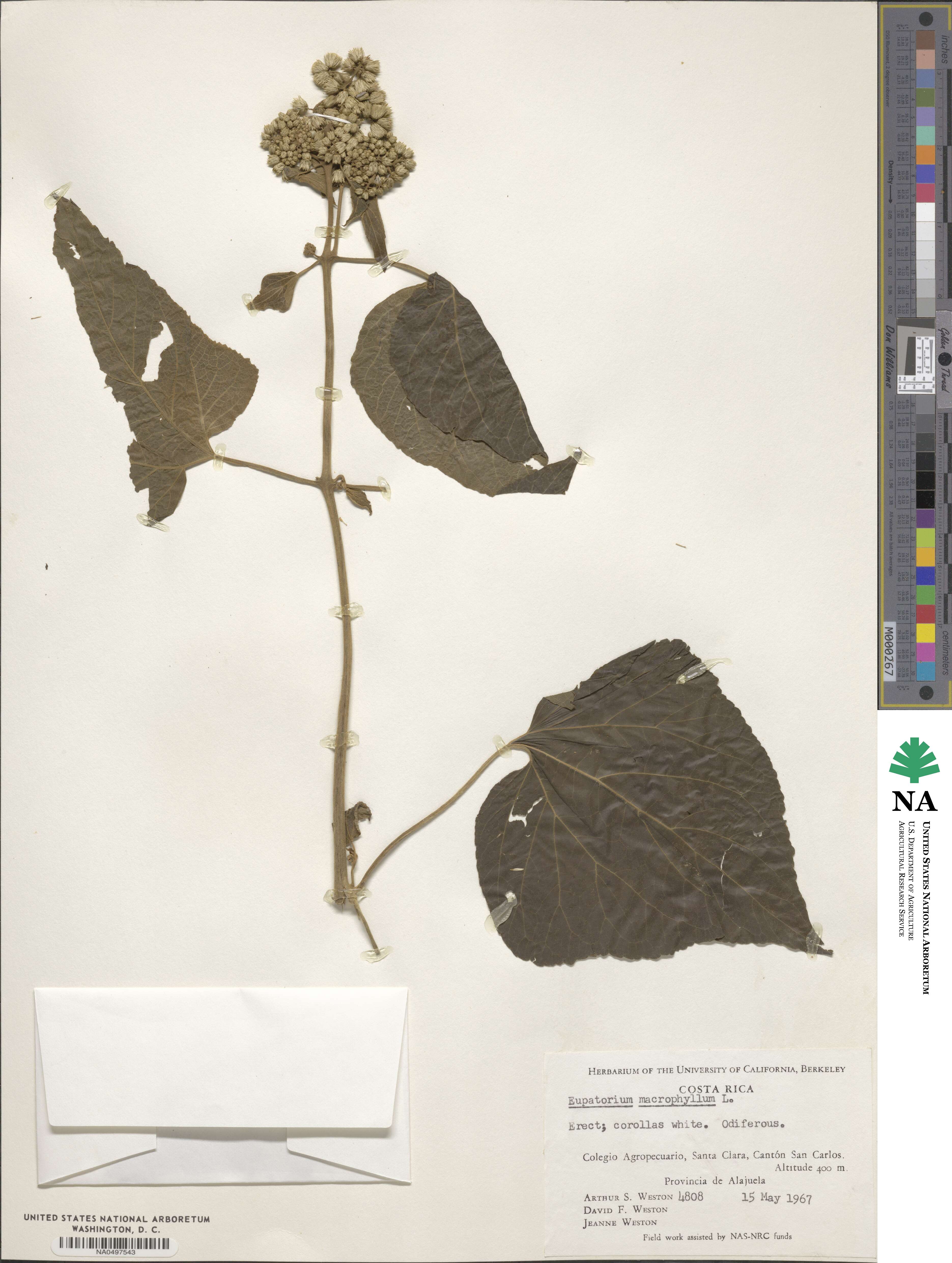 Hebeclinium macrophyllum image