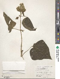 Hebeclinium macrophyllum image