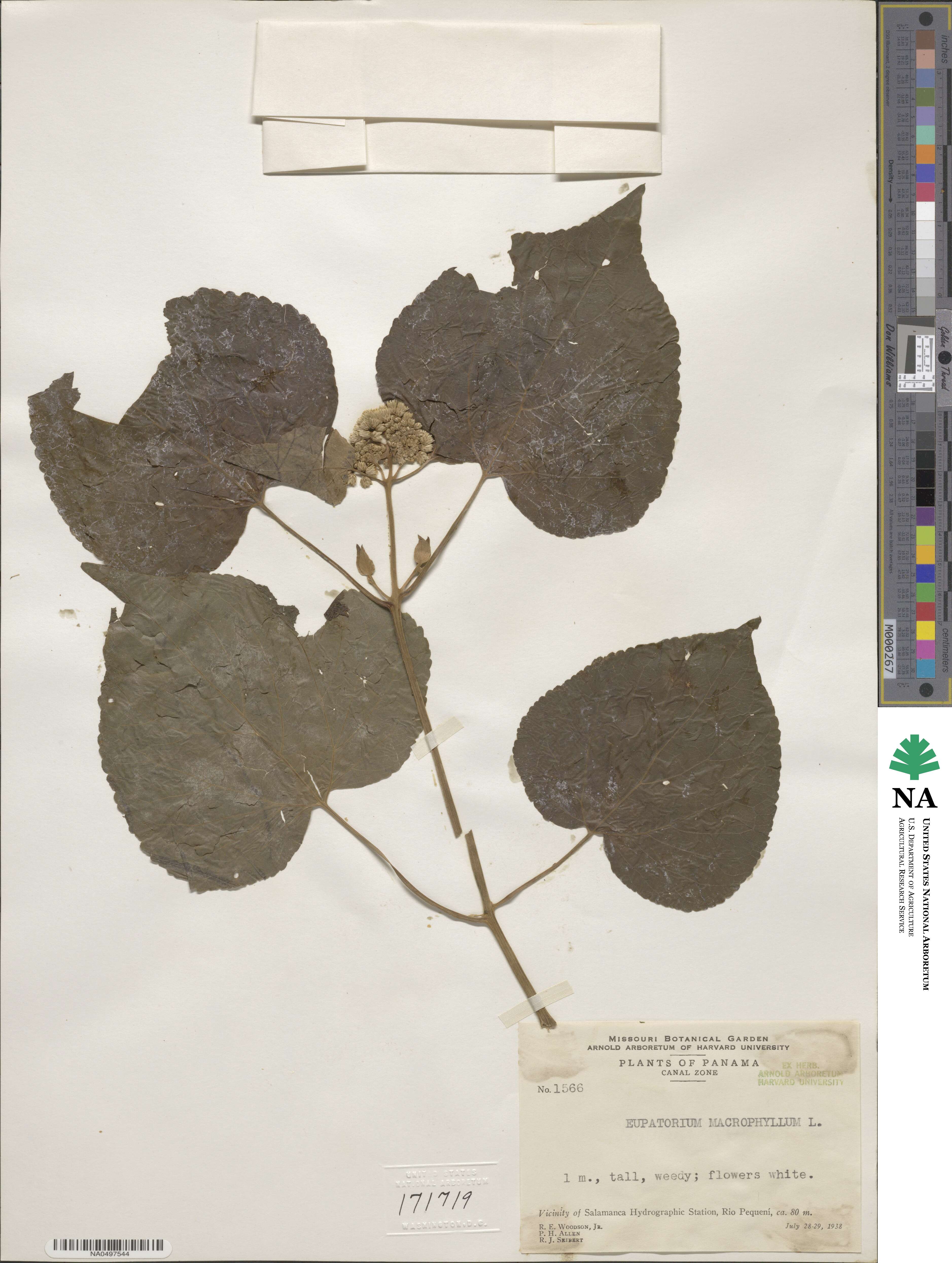 Hebeclinium macrophyllum image