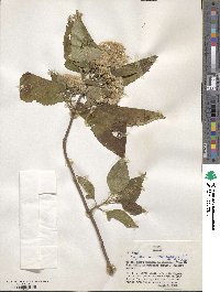 Image of Ageratina mairetiana