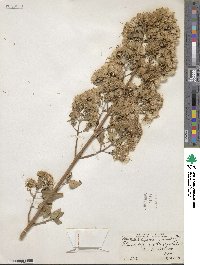 Ageratina mairetiana image