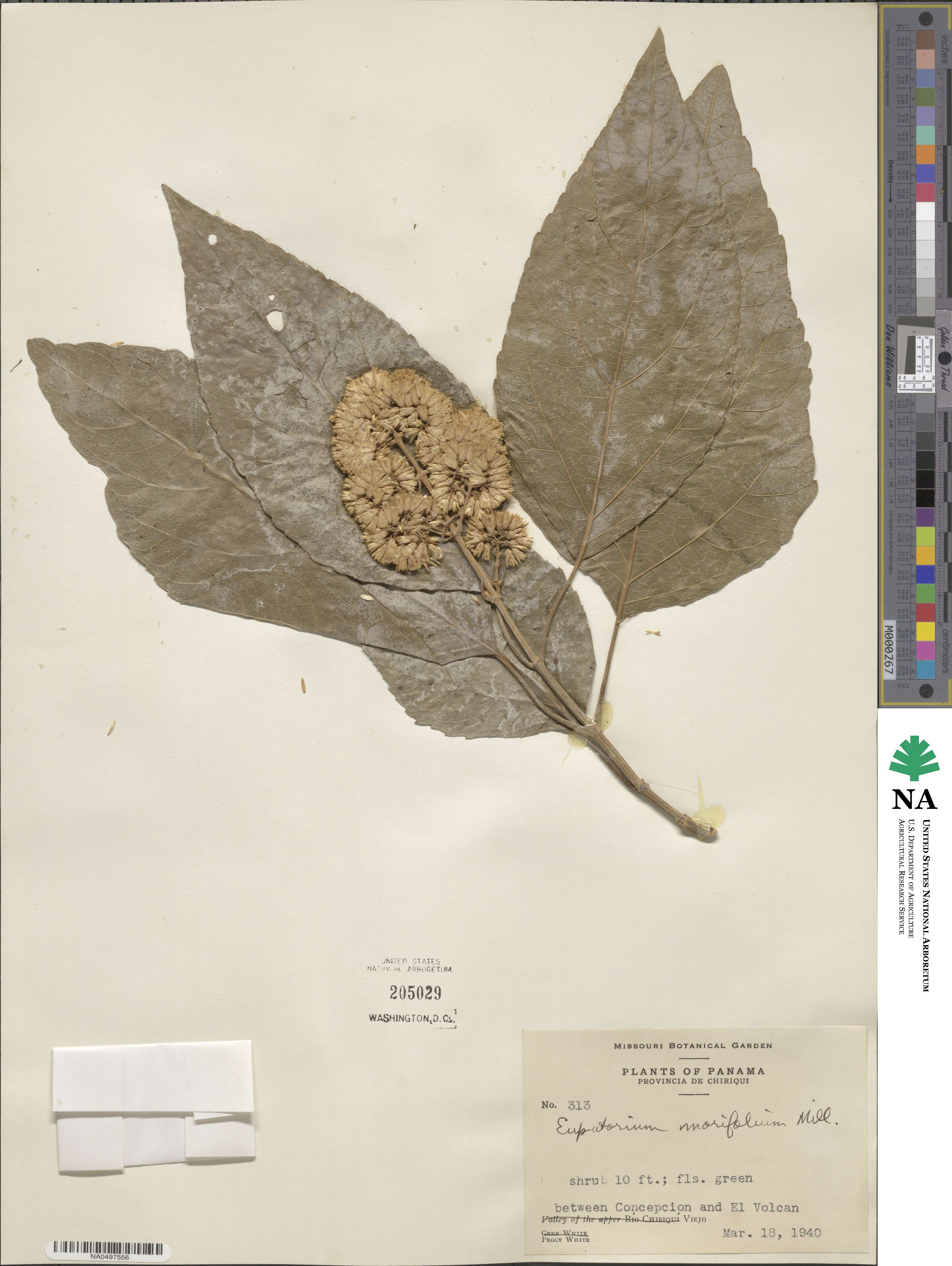 Critonia morifolia image