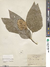 Critonia morifolia image