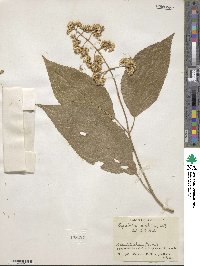 Critonia morifolia image