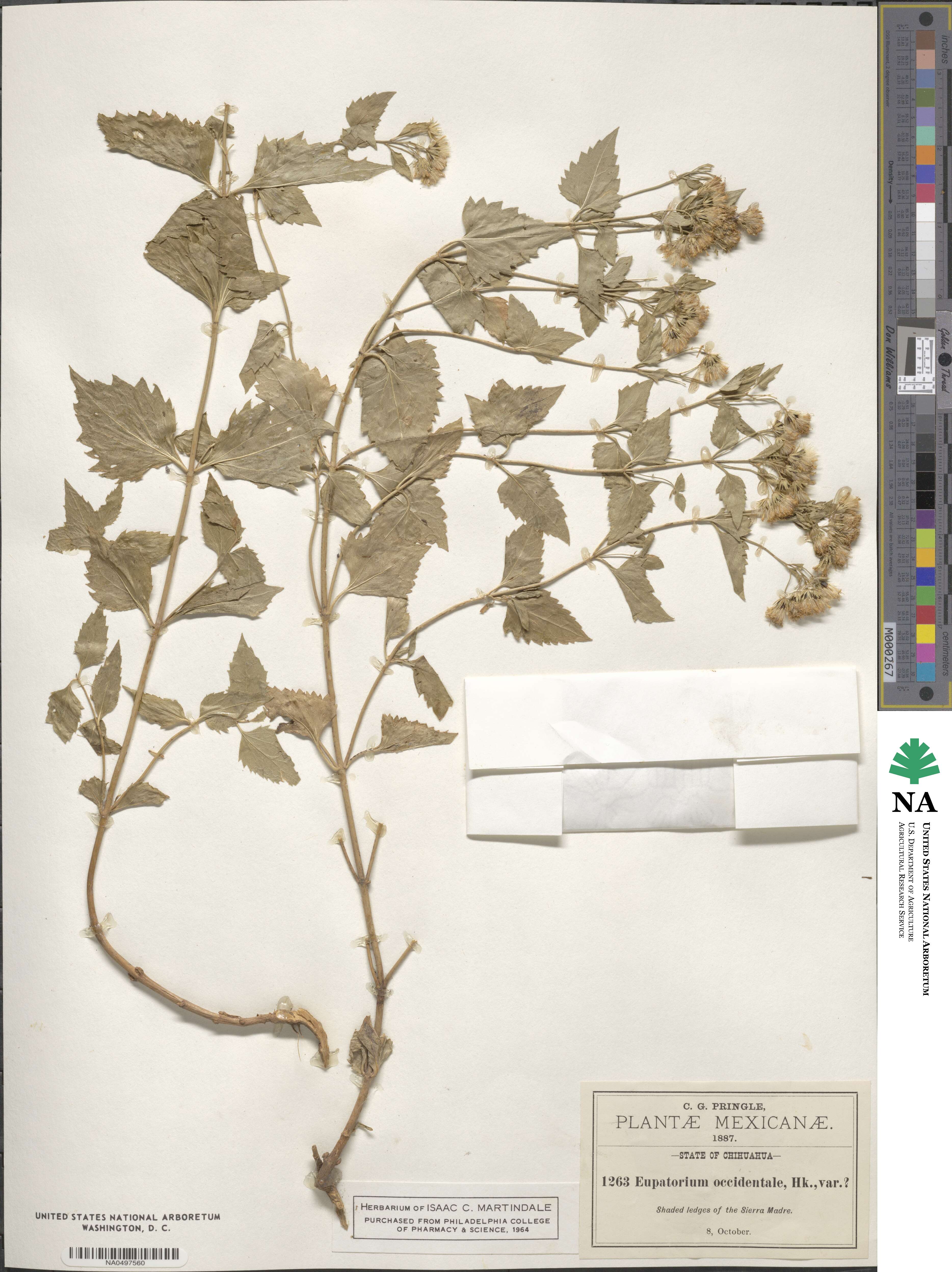 Ageratina occidentalis image