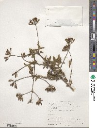 Eupatorium odoratum image