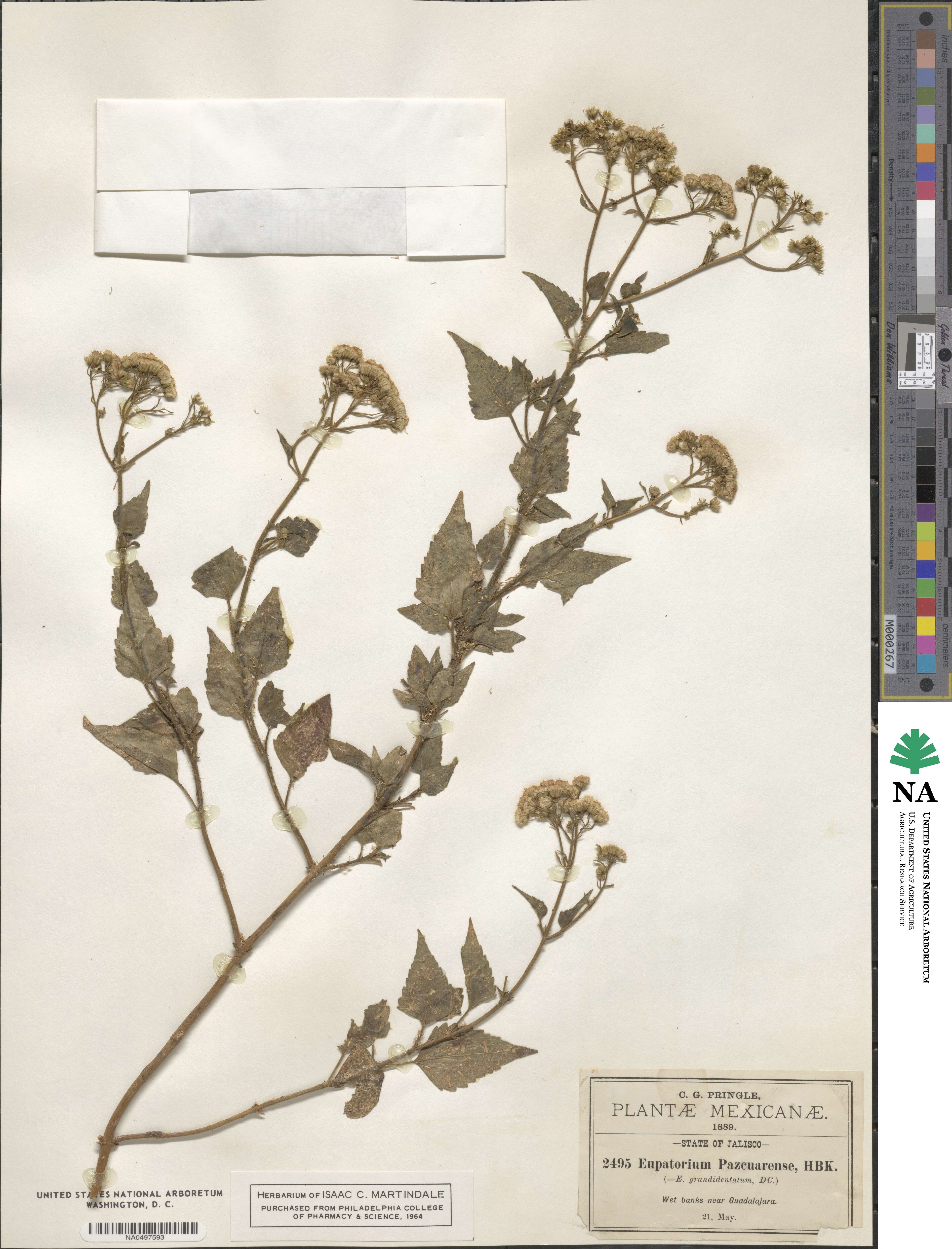 Ageratina pazcuarensis image