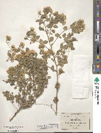 Ageratina wrightii image