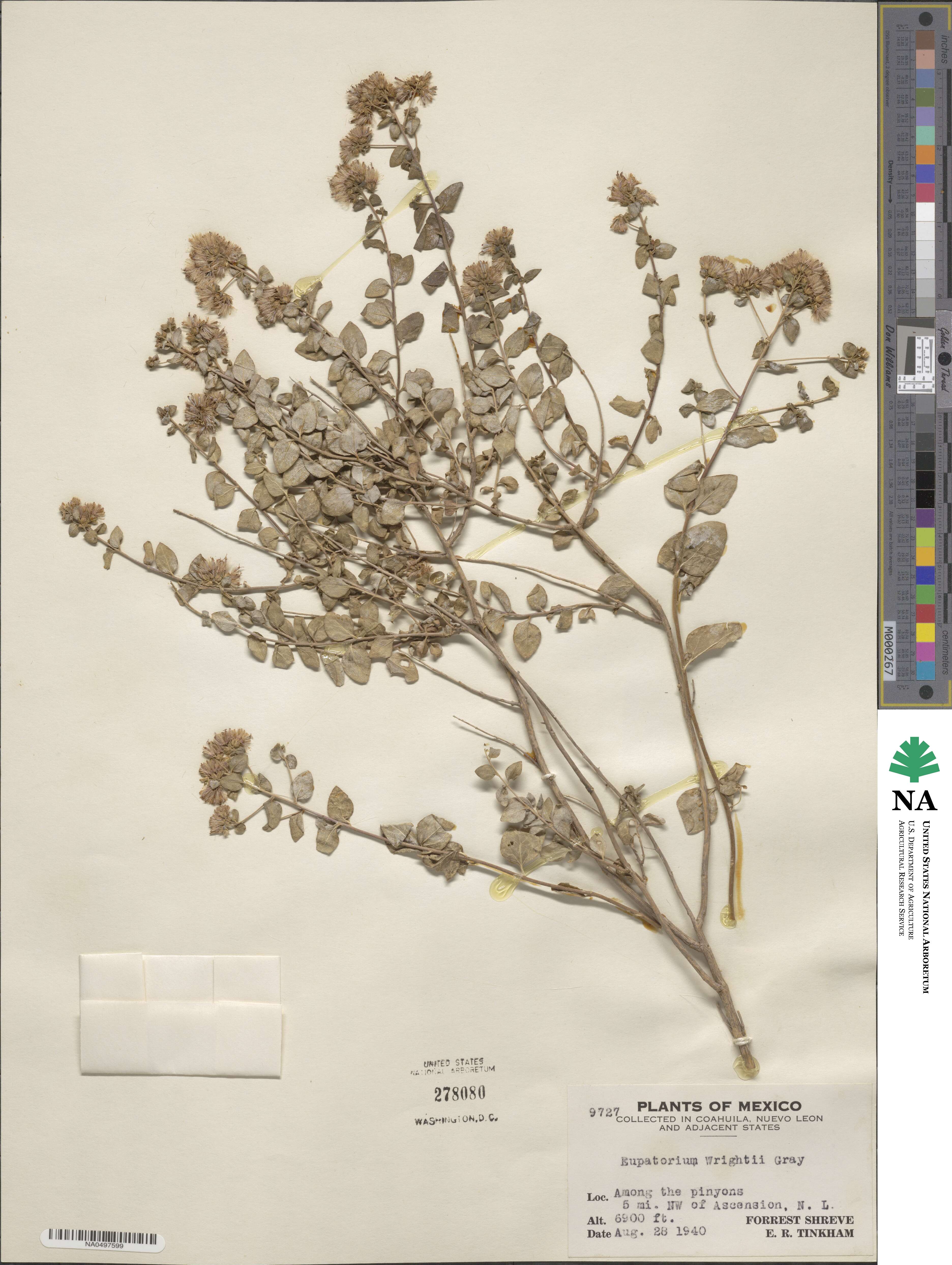 Ageratina wrightii image
