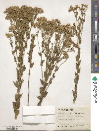 Eupatorium hirsutum image