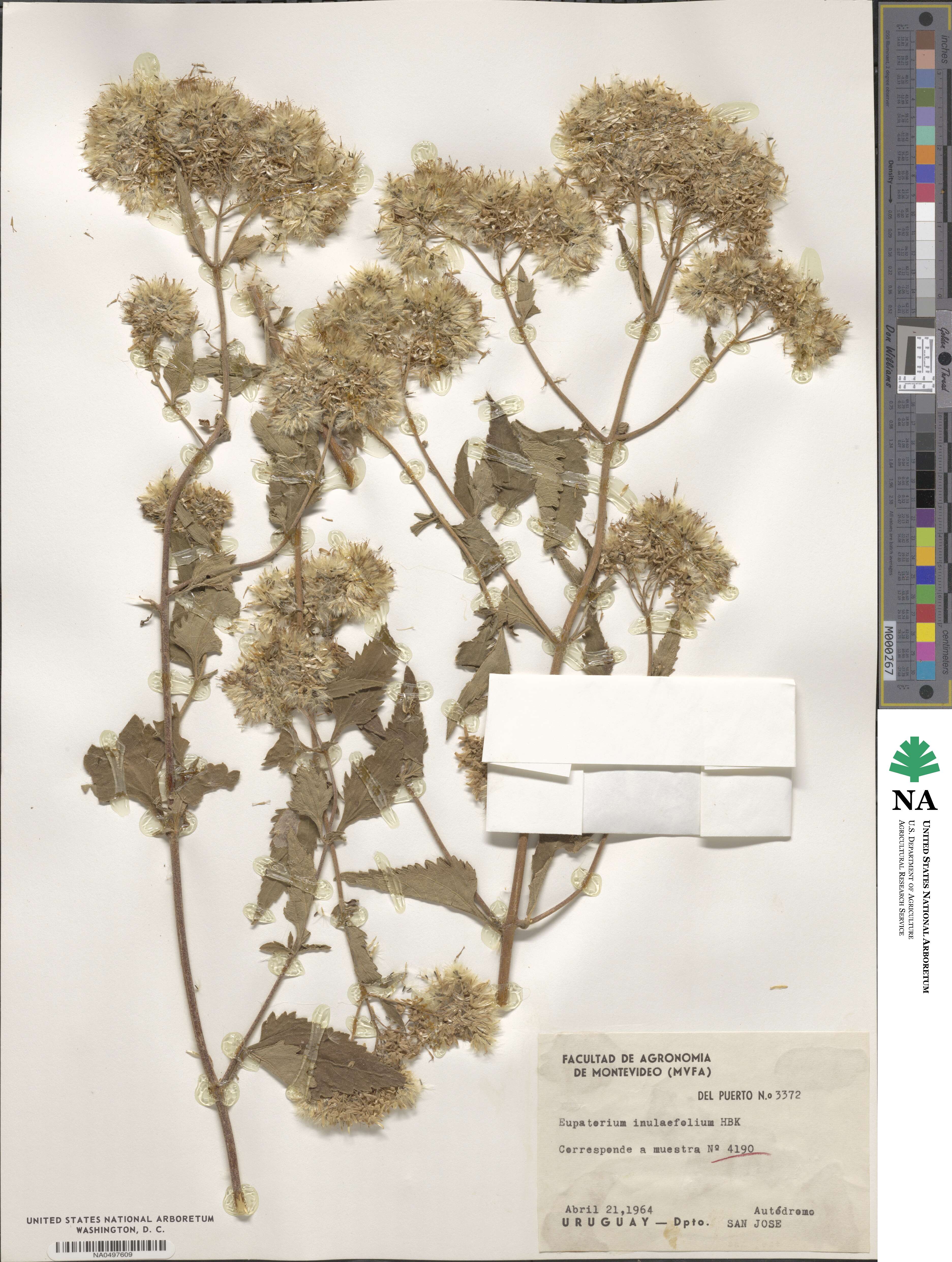 Austroeupatorium inulifolium image