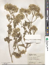 Austroeupatorium inulifolium image