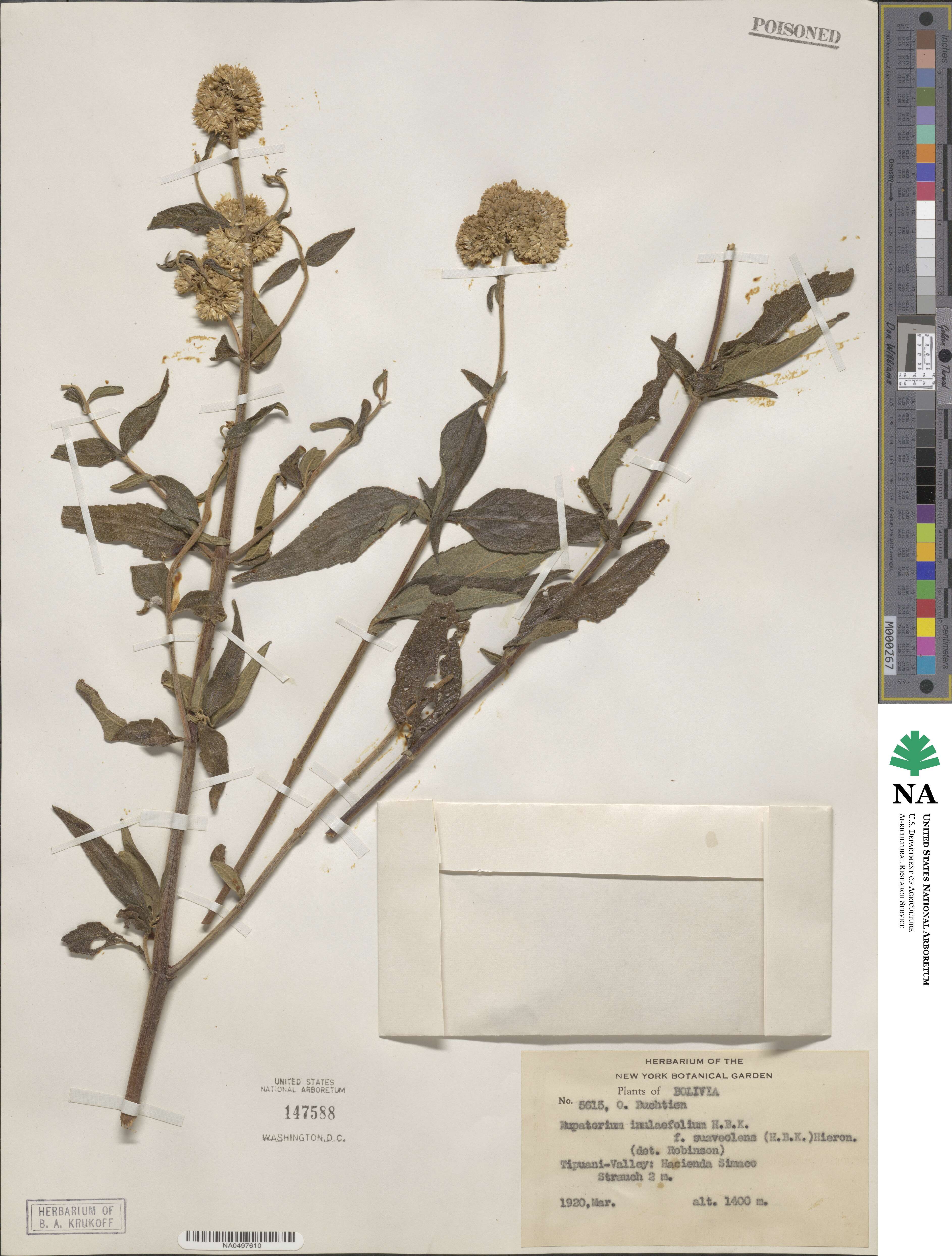 Austroeupatorium inulifolium image