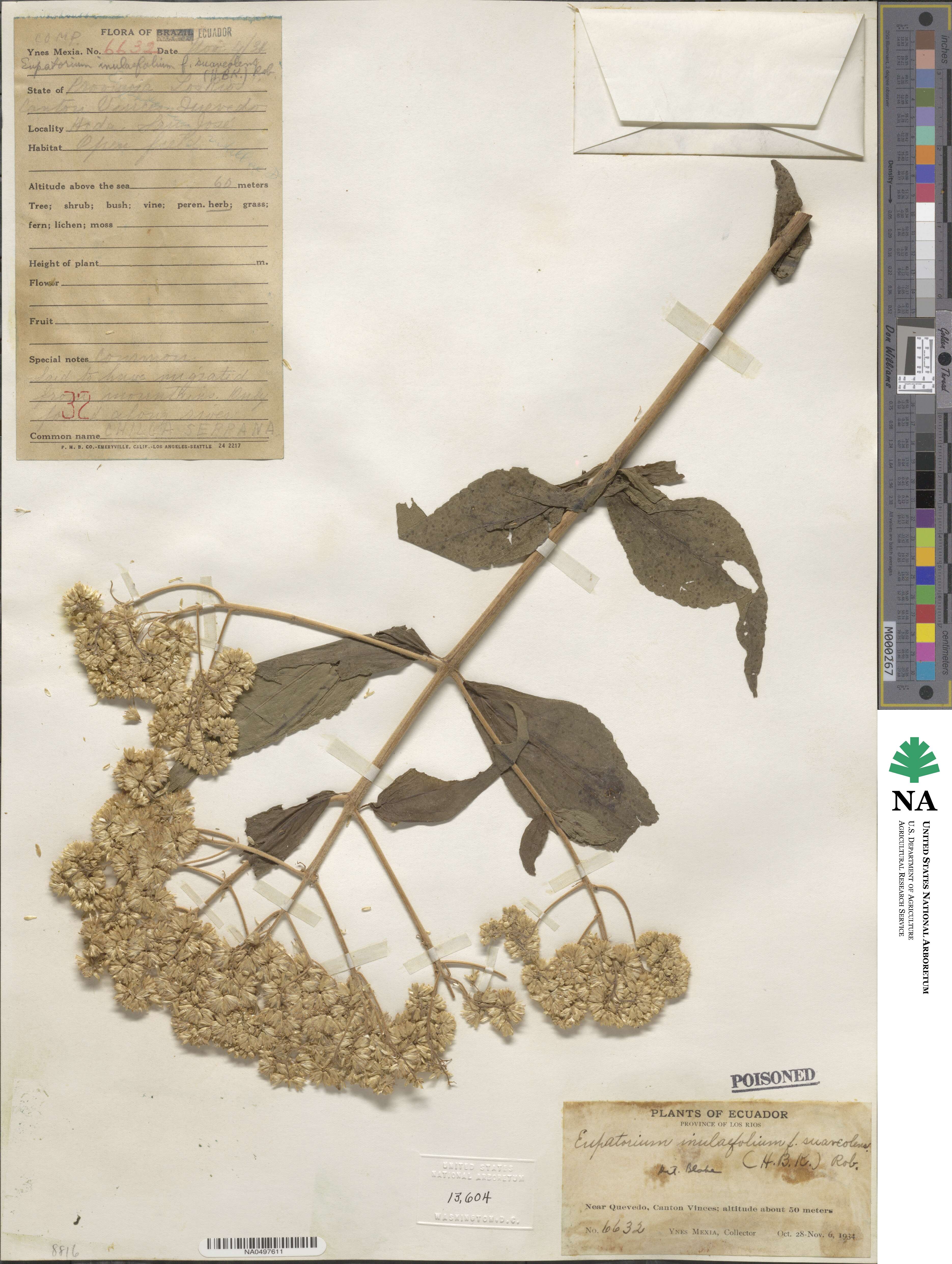 Austroeupatorium inulifolium image