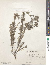 Image of Eupatorium littorale