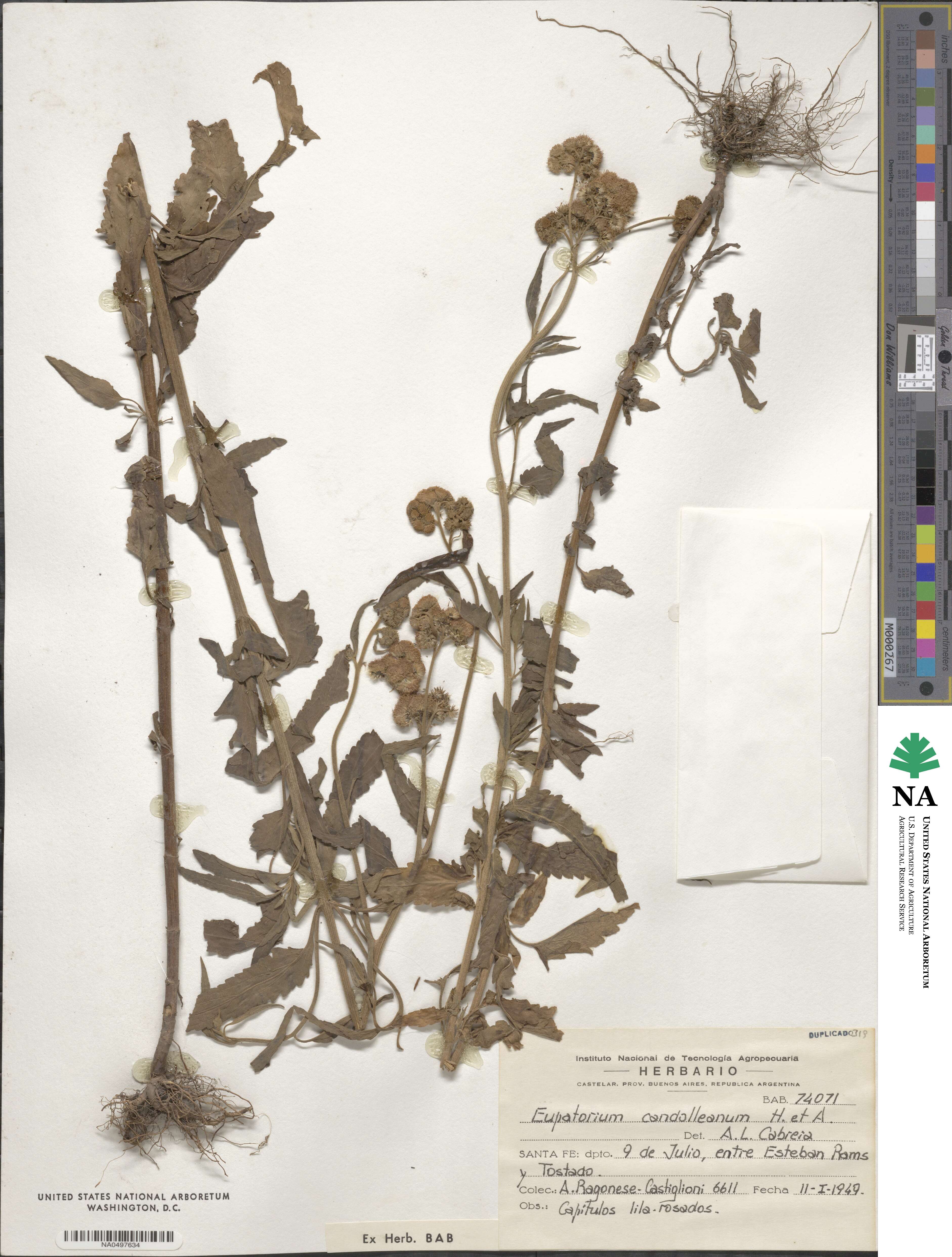 Barrosoa candolleana image