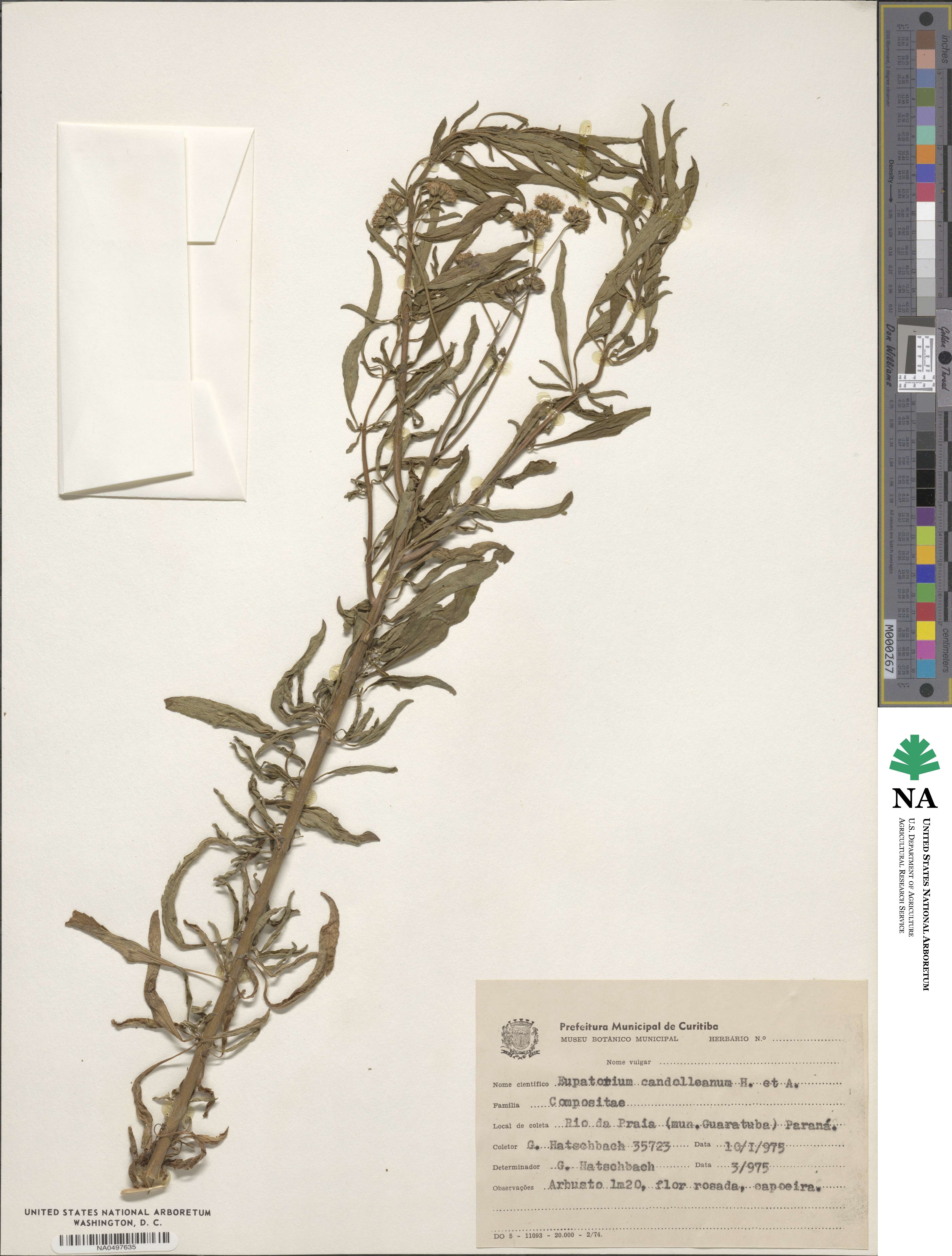 Barrosoa candolleana image