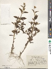 Eupatorium clematideum image