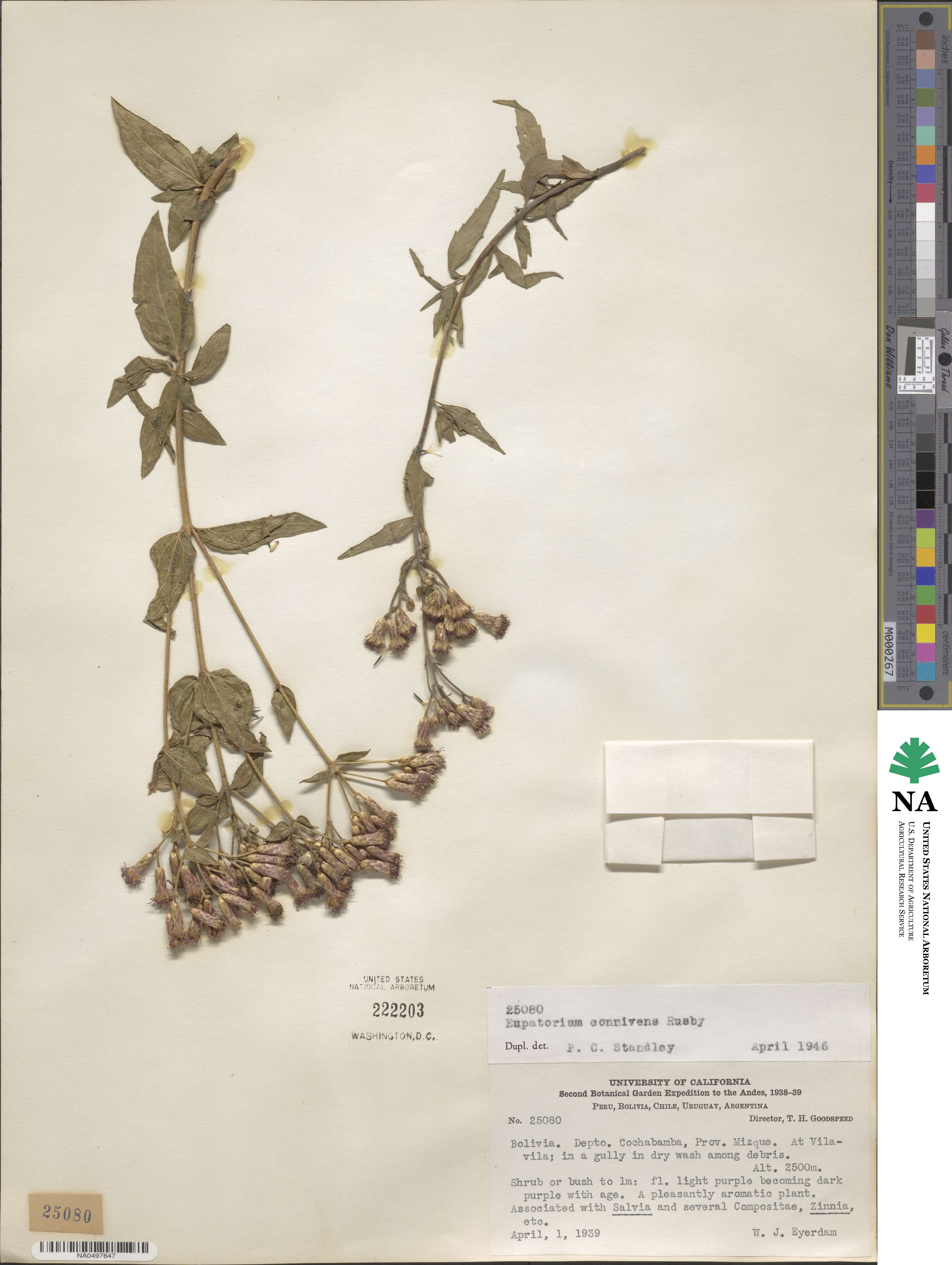 Chromolaena connivens image