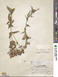 Chromolaena connivens image