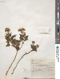 Ageratina glechonophylla image