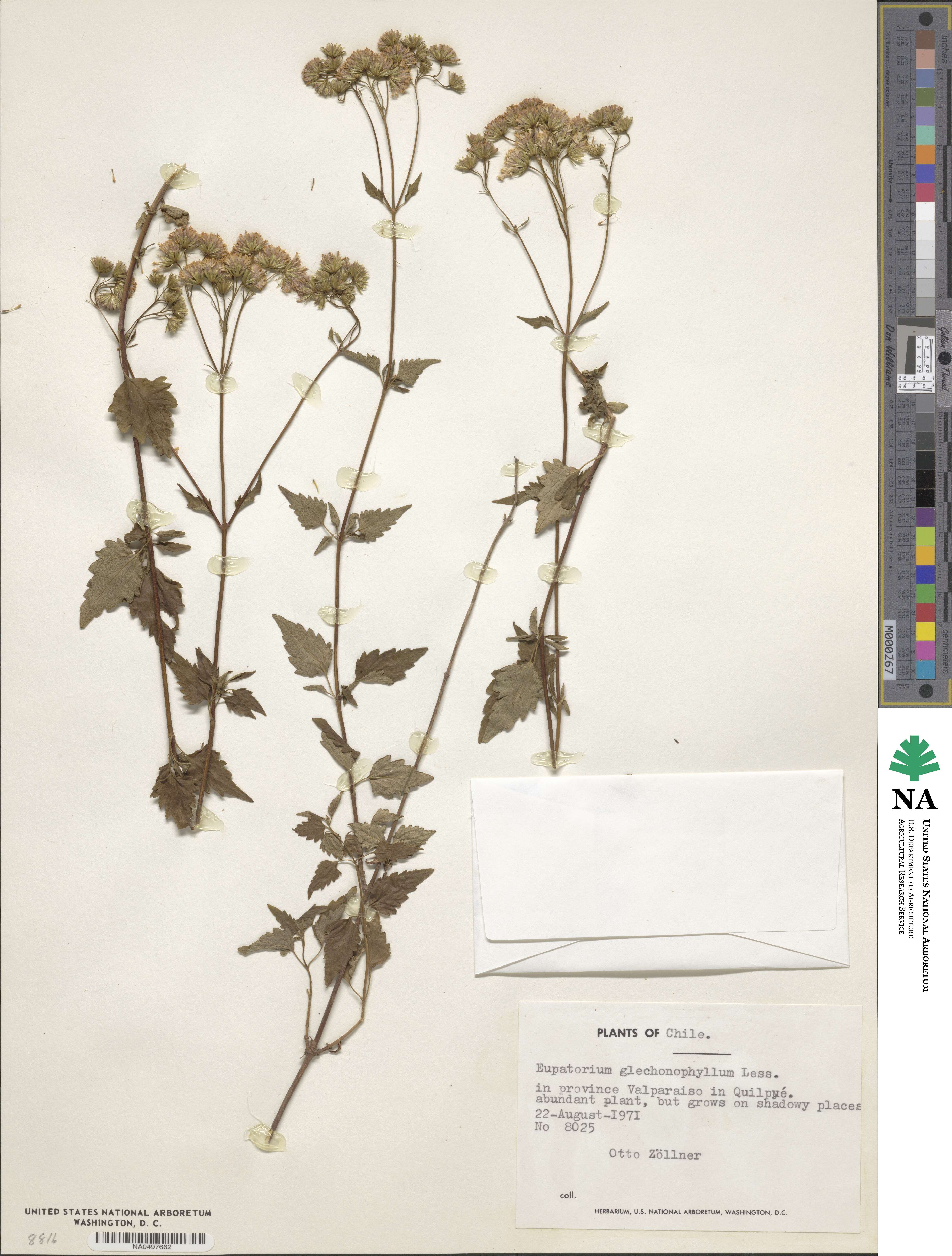 Ageratina glechonophylla image