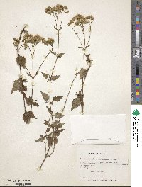 Ageratina glechonophylla image