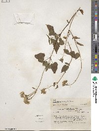 Ageratina glechonophylla image