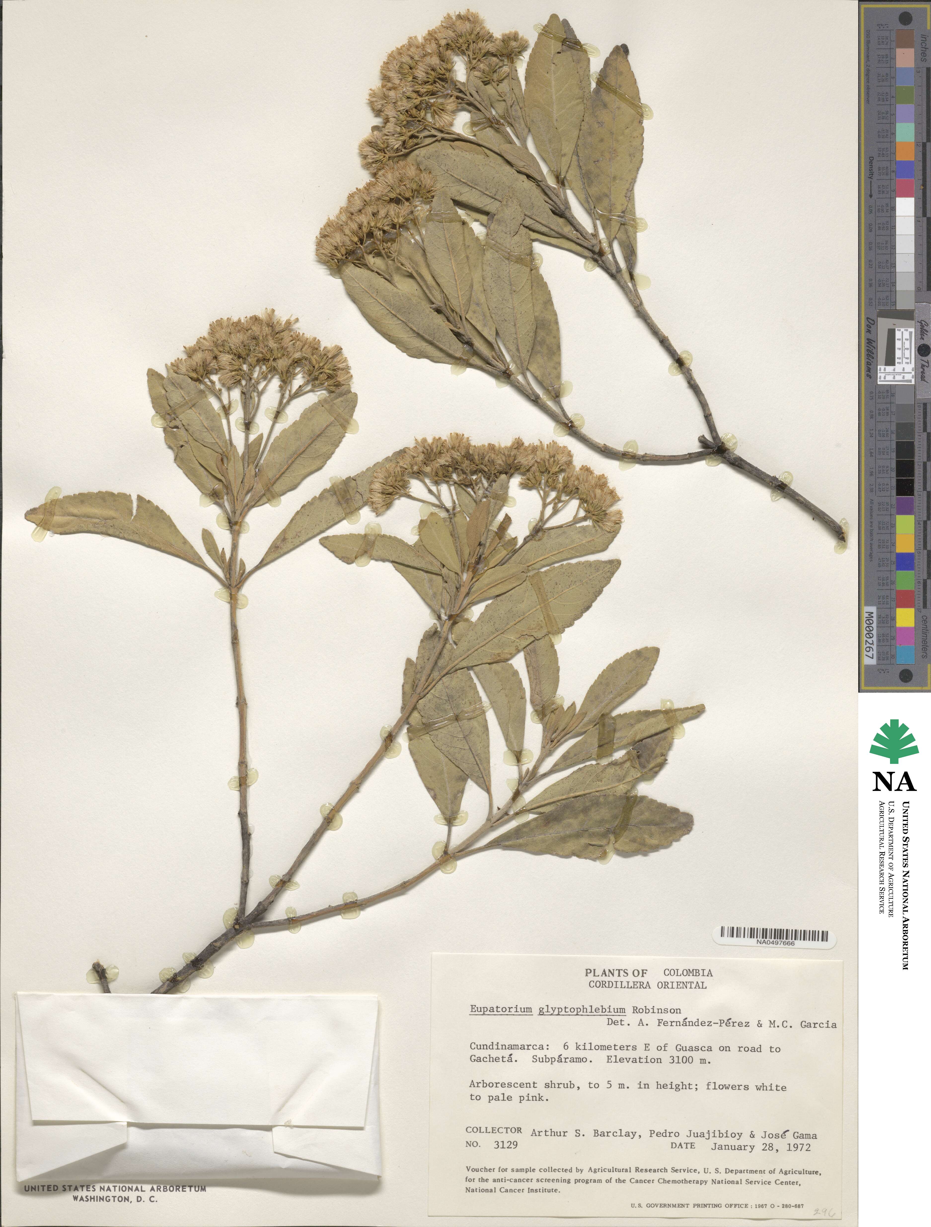 Ageratina glyptophlebia image