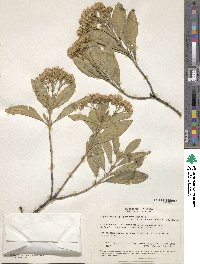 Image of Ageratina glyptophlebia