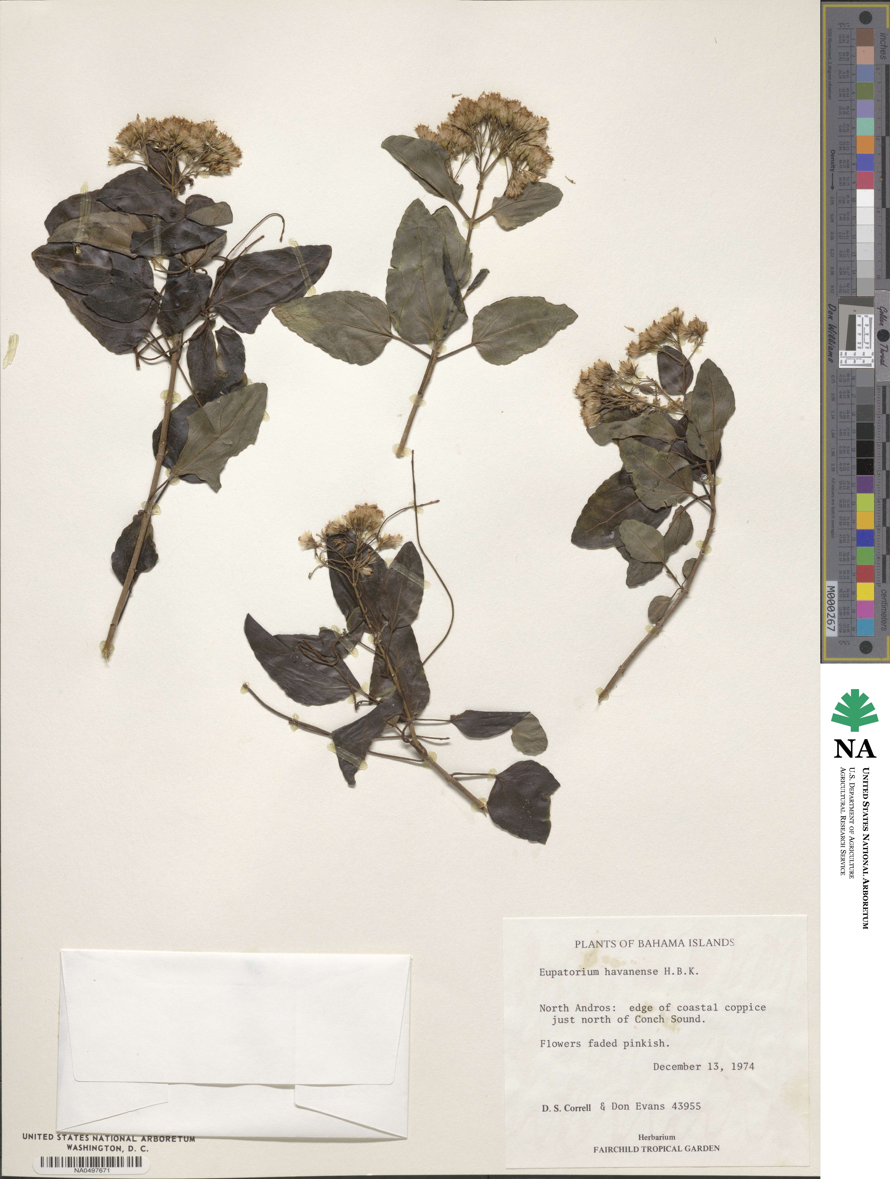 Ageratina havanensis image