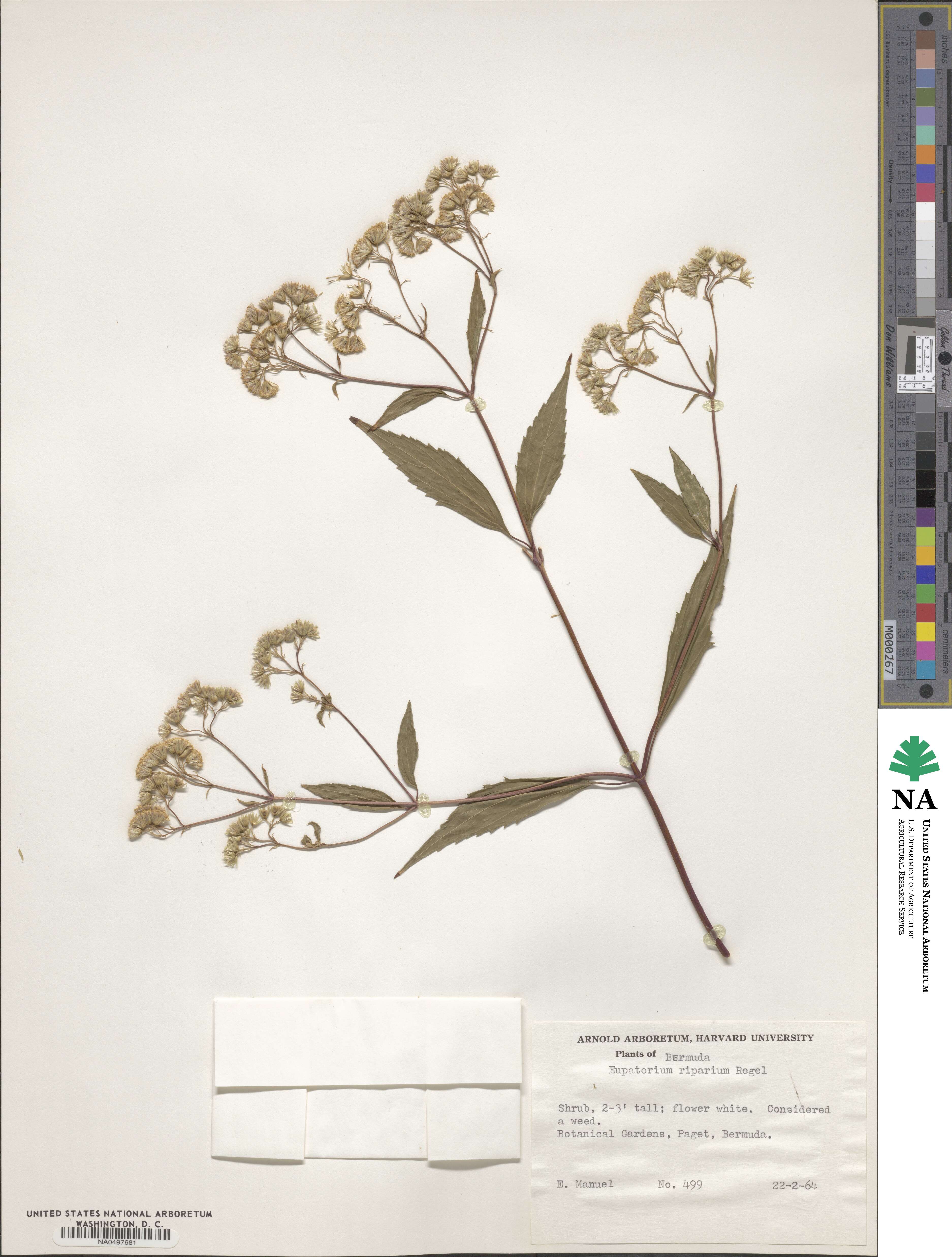 Ageratina riparia image