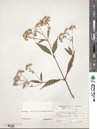 Ageratina riparia image