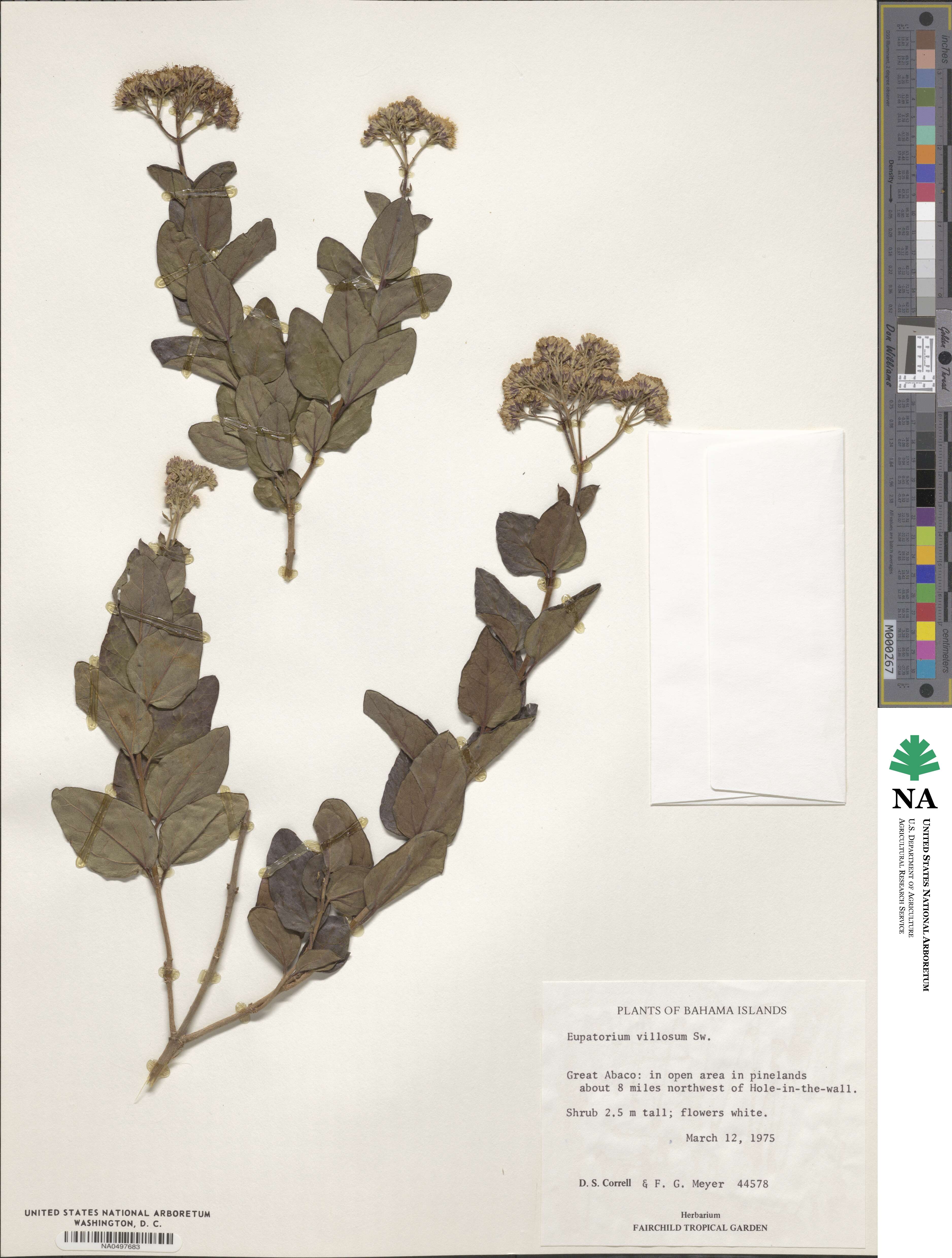Eupatorium villosum image