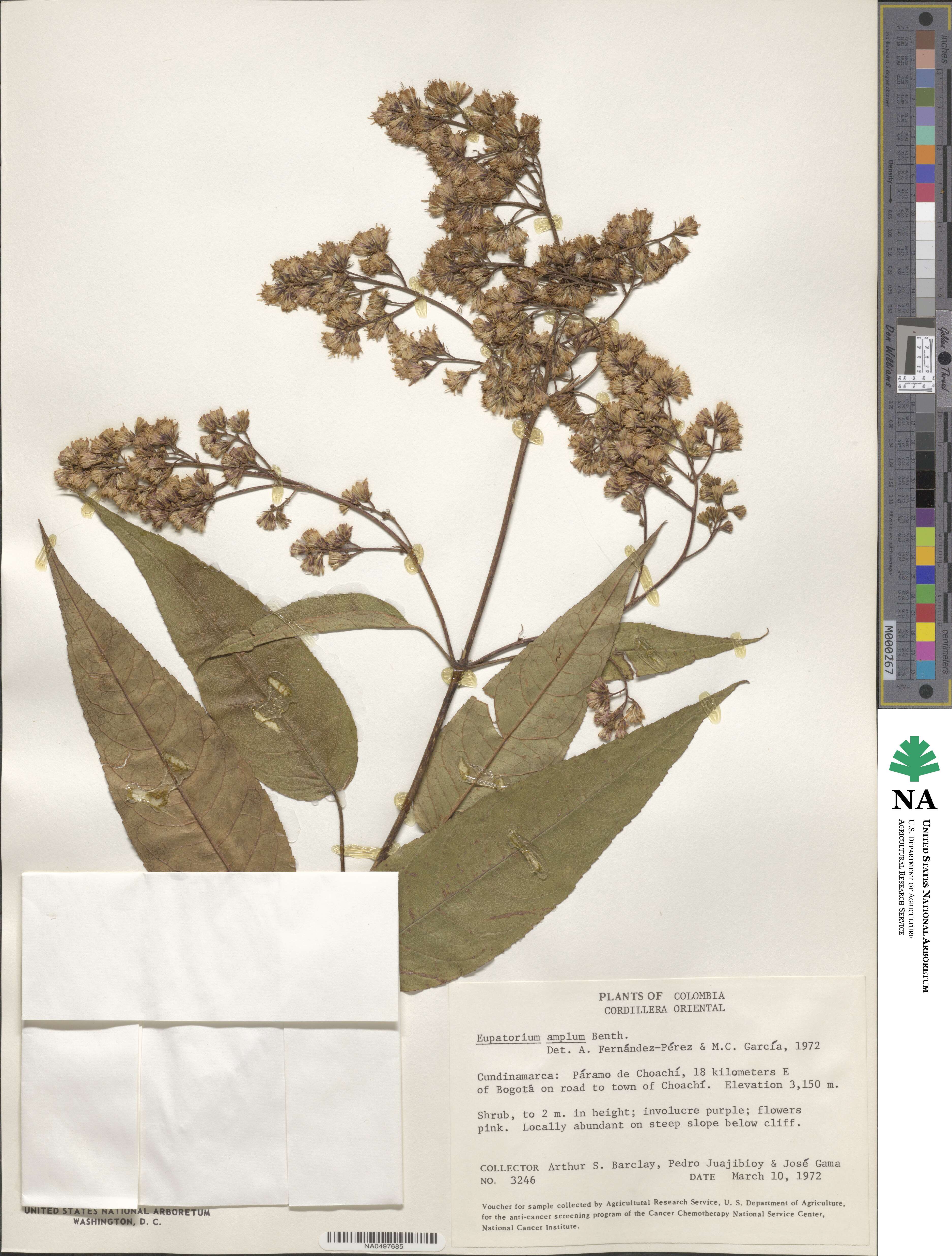 Ageratina ampla image