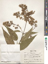 Ageratina ampla image