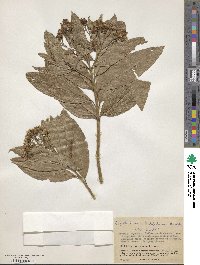 Image of Ageratina arbutifolia