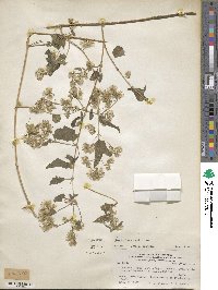 Austrobrickellia arnottii image