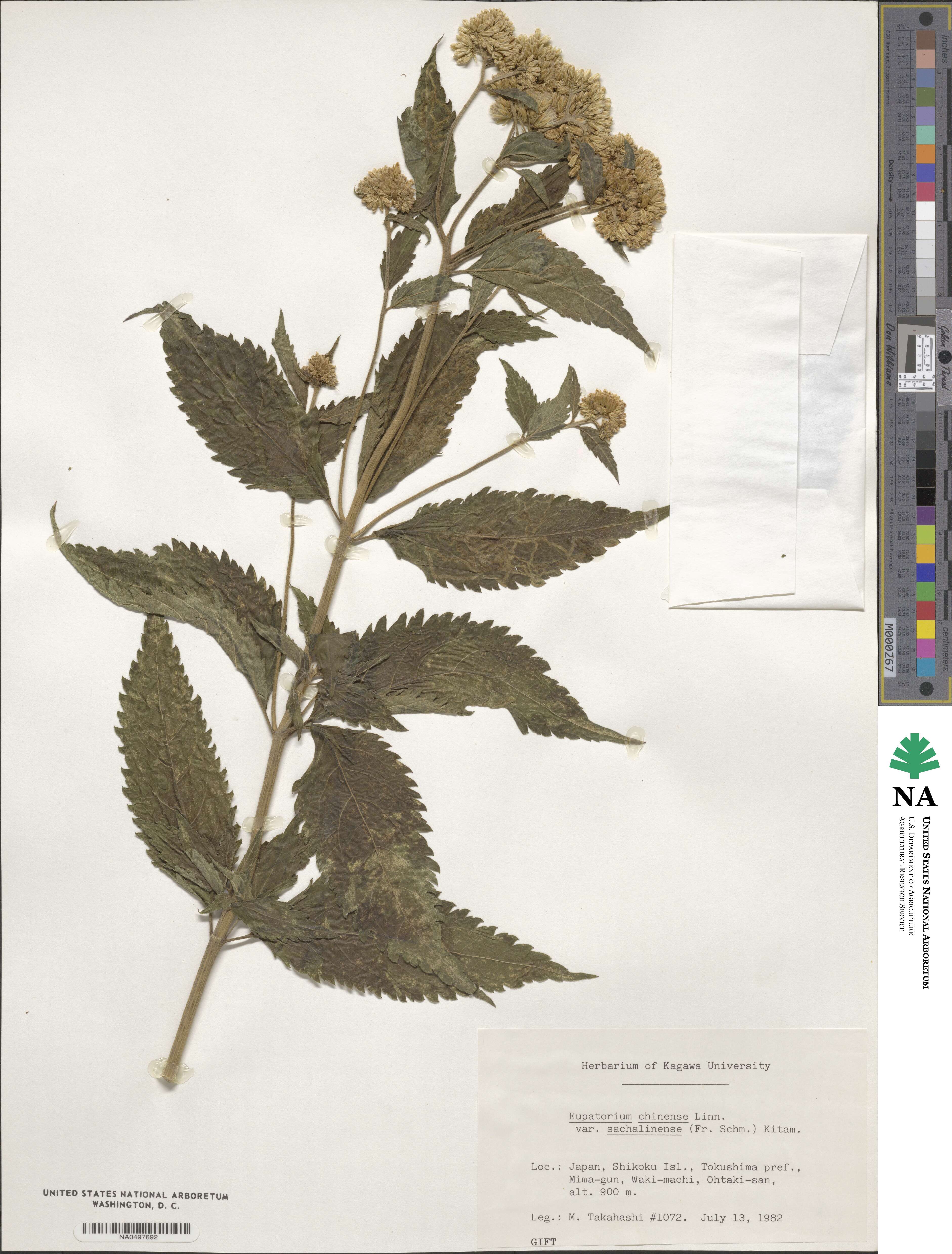 Eupatorium chinense var. sachalinense image