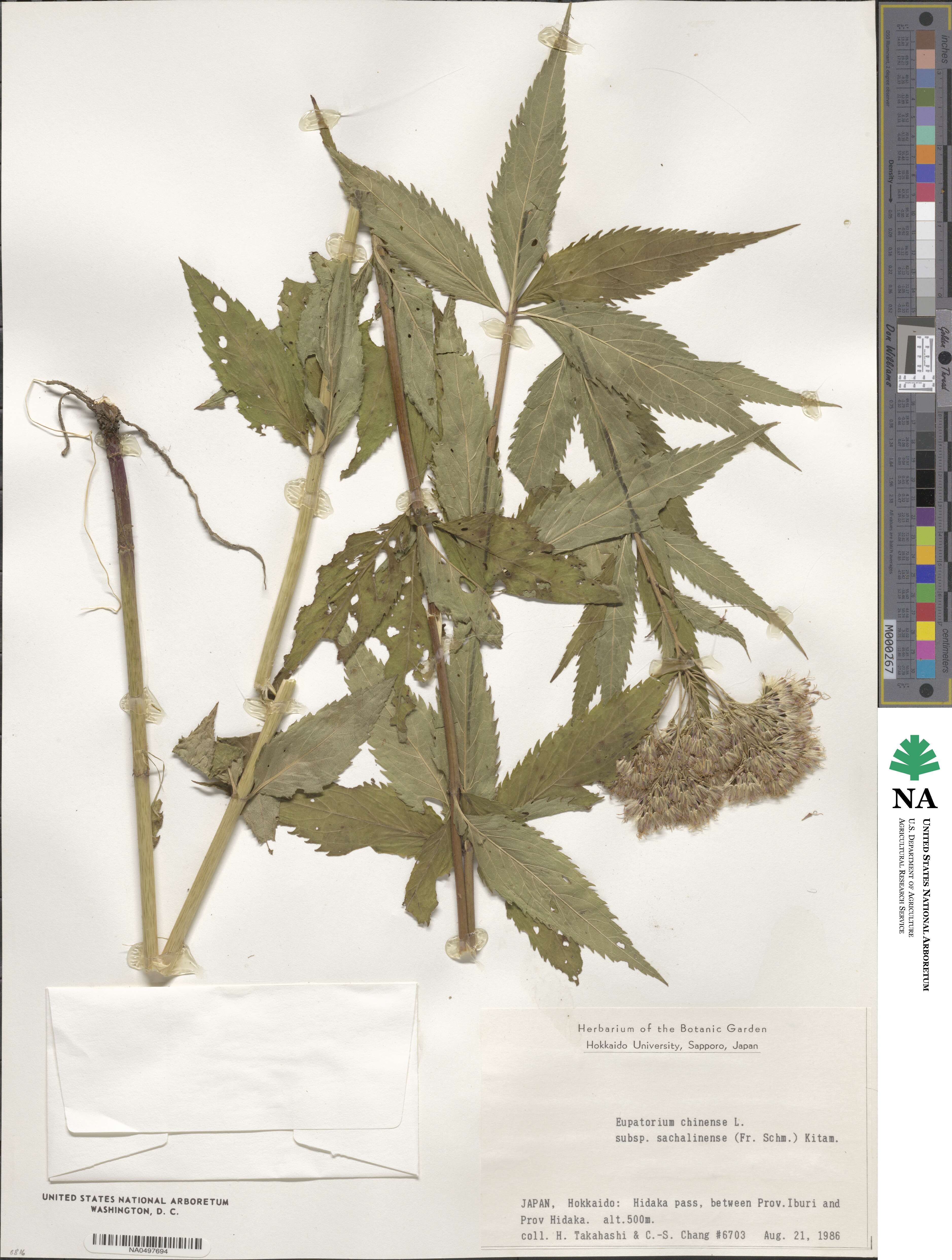 Eupatorium chinense image