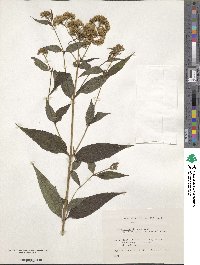 Eupatorium chinense image