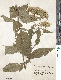 Eupatorium chinense image