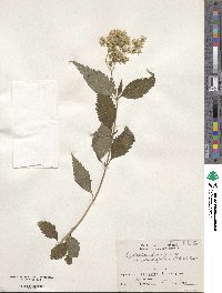 Eupatorium chinense image