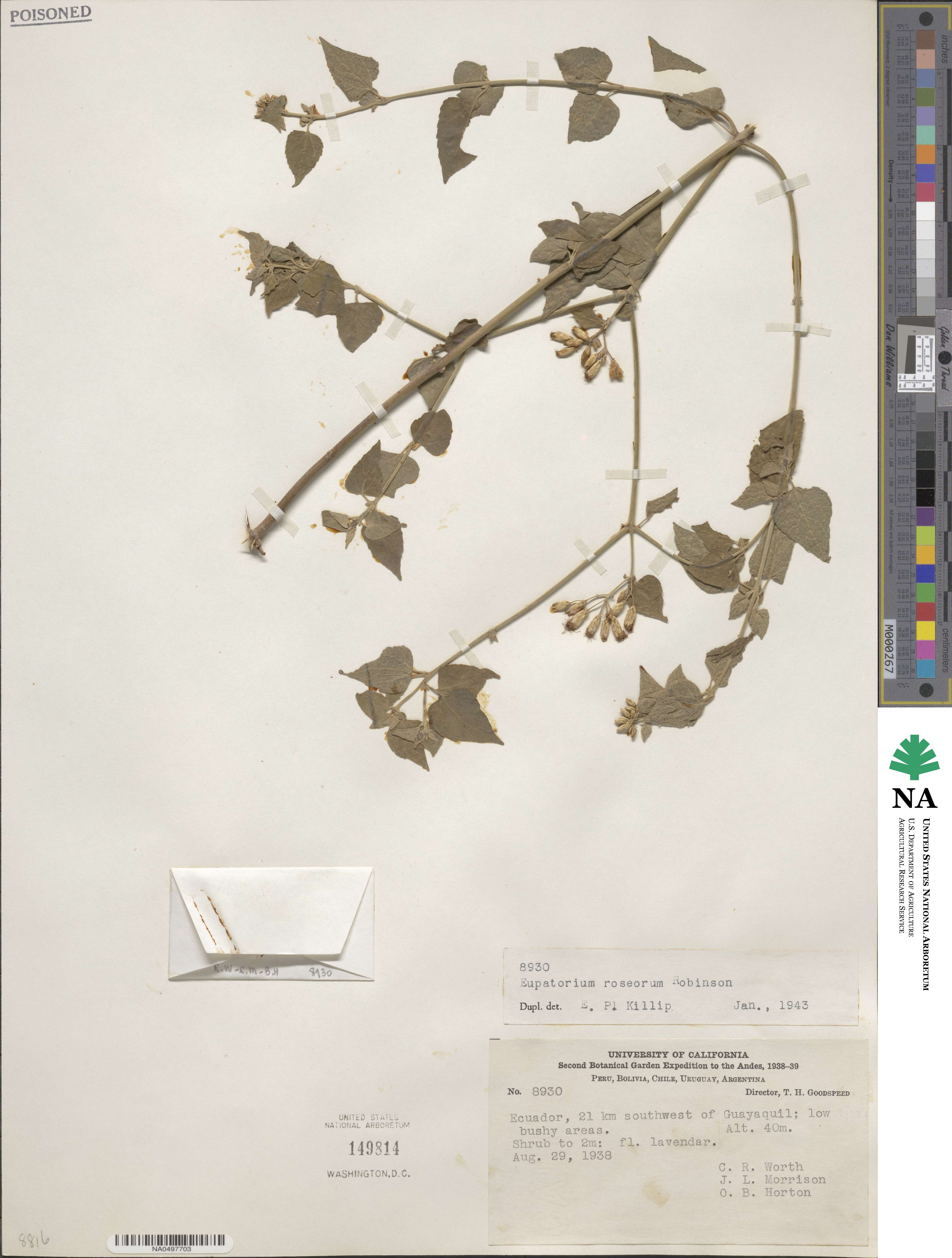 Chromolaena roseorum image