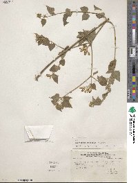 Image of Chromolaena roseorum