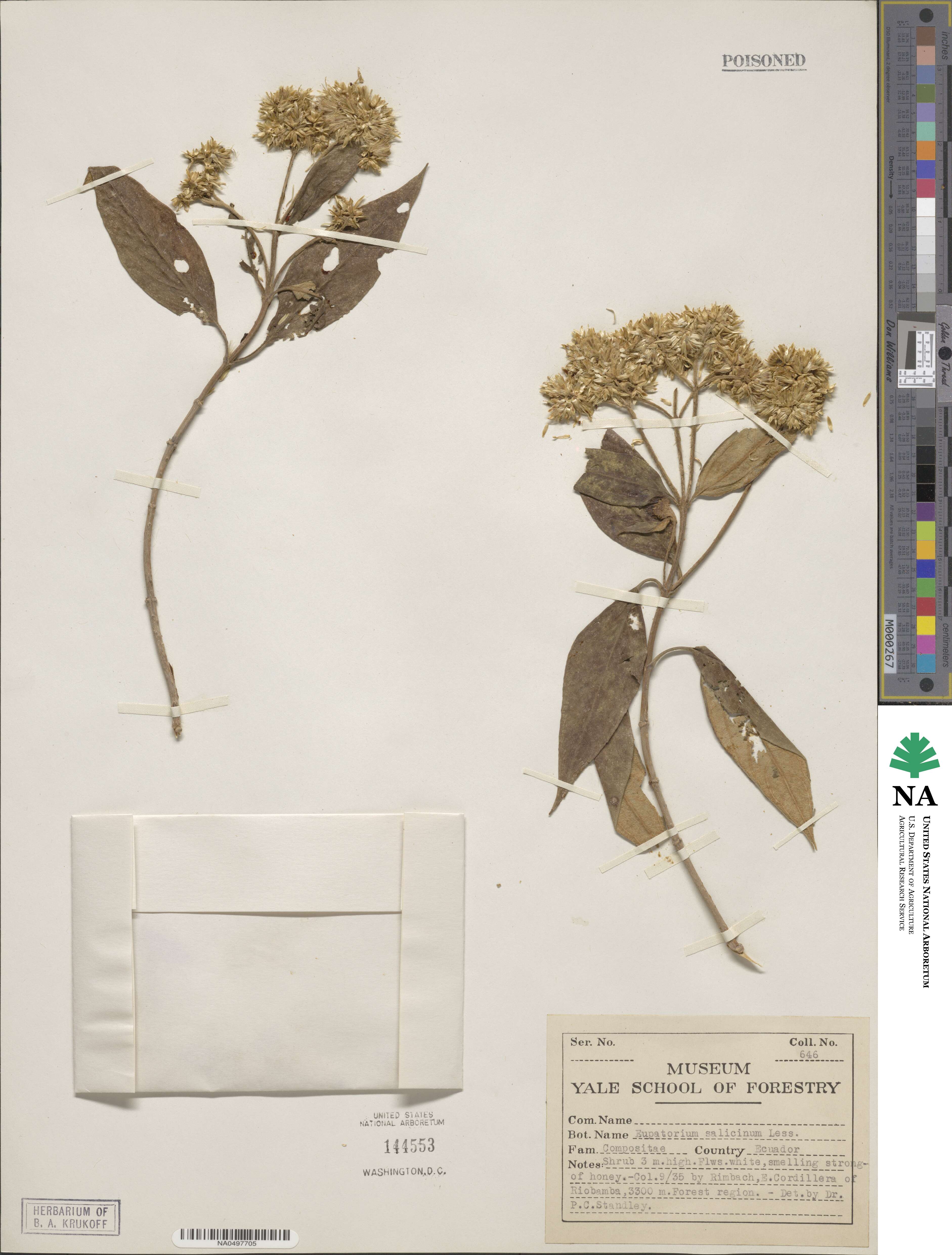 Eupatorium salicinum image